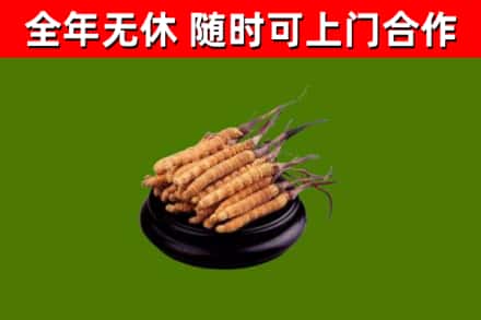 伊美区回收散虫草