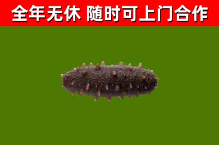 伊美区回收海参干